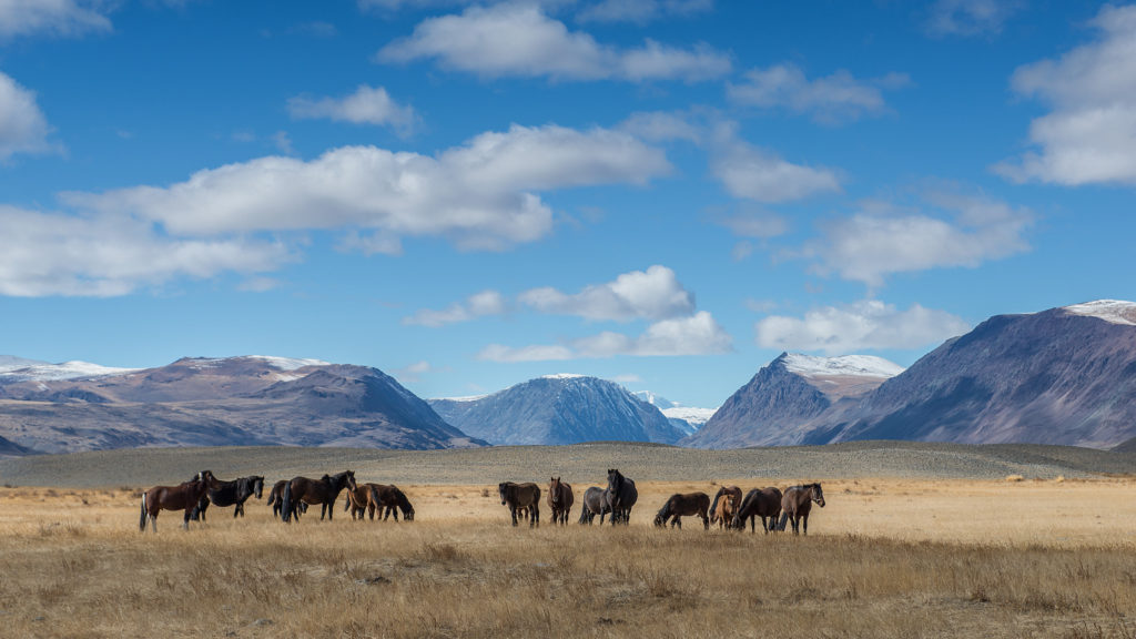 Kazakh culture in western Mongolia | Mongolia Travel
