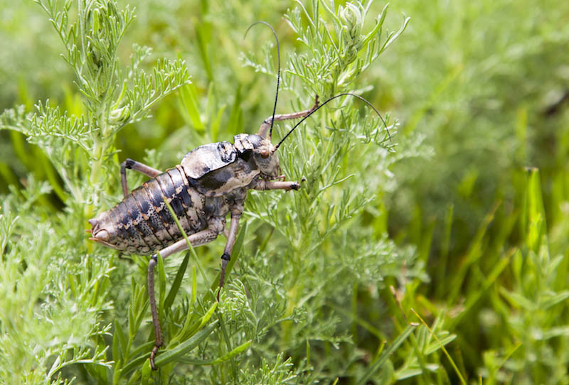 insects in Mongolia