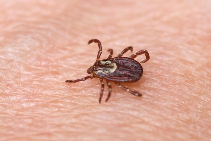 Ticks in Mongolia or insects in Mongolia