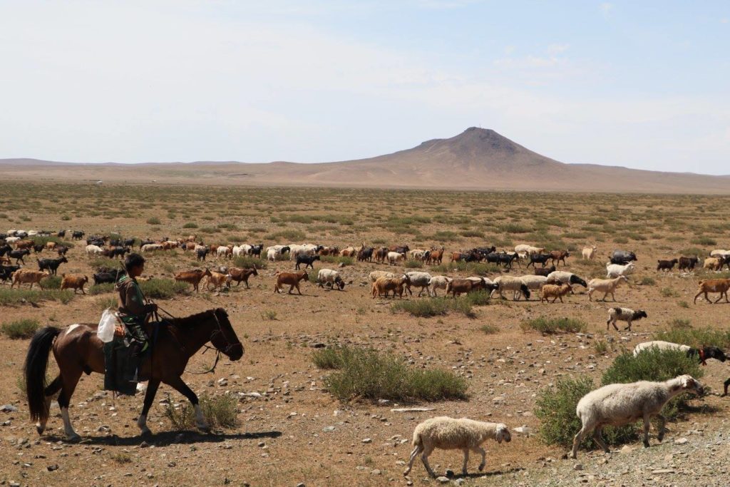 Why do nomads migrate or move? Migration of Mongolian nomads